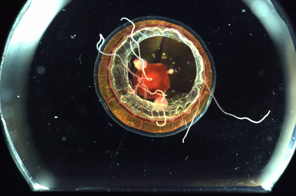 Jelly collected at 1,157m using the Multiview Macro Camera that enables rapid documentation of an animal from three directions at once (Emily Clark / MBARI via Schmidt Ocean Institute)