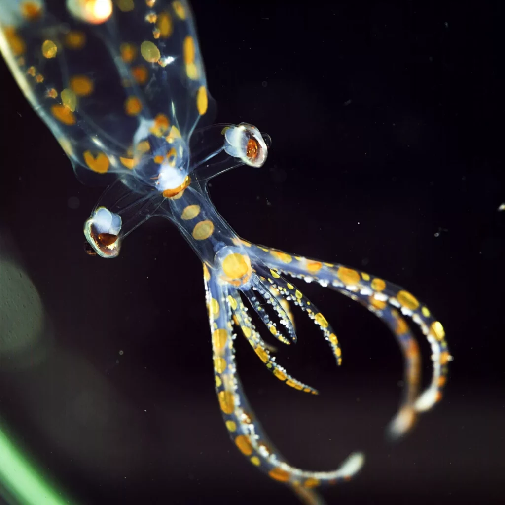 Juvenile glass squid, collected by ROV SuBastian at 779m and photographed using a prototype multiview macro camera system (Emily Clark / MBARI via Schmidt Ocean Institute)