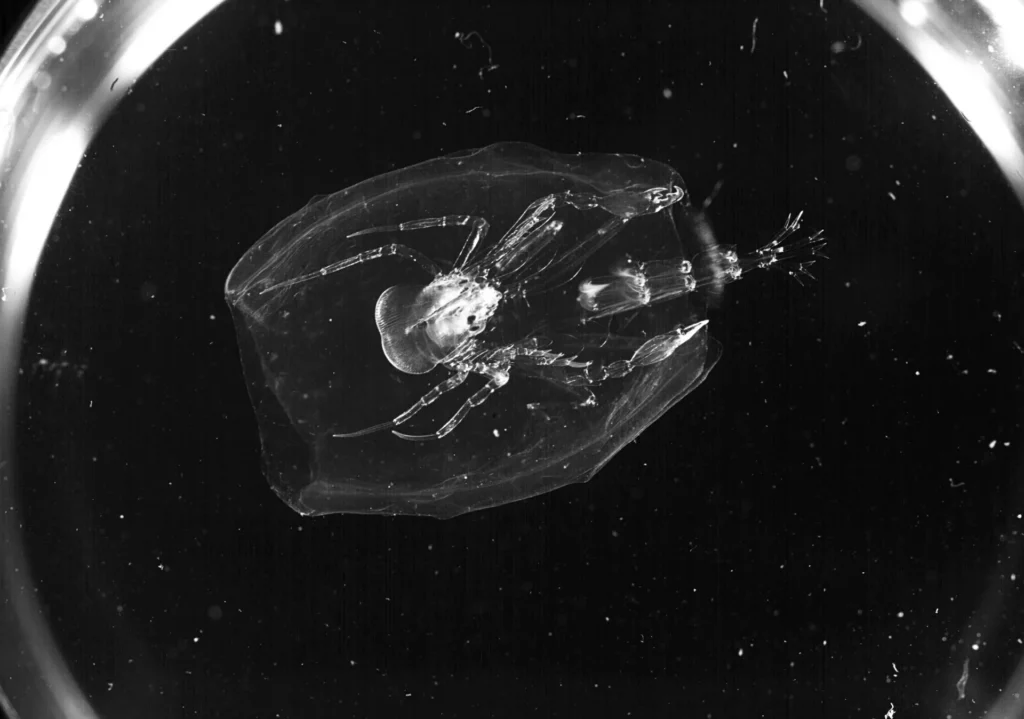 Phronima crustacean inside the gelatinous body of a pelagic tunicate (Schmidt Ocean Institute)
