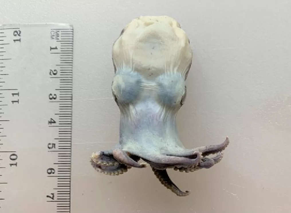 Tiny blue octopus is a big deal 2 Microeledone galapagensis