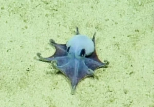 The octopus captured in ROV footage (Charles Darwin Foundation)