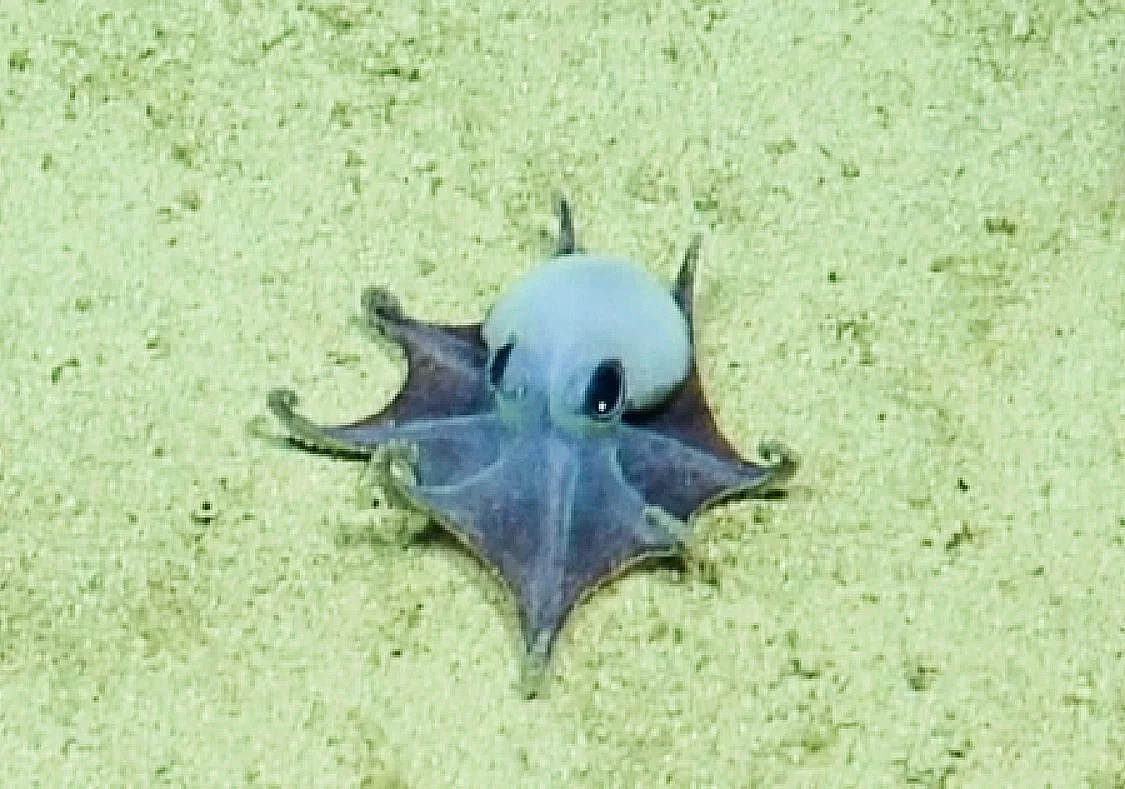 Tiny blue octopus is a big deal