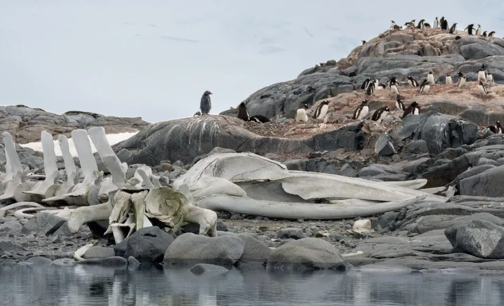 Historic whale bones and remnants of commercial whaling on the Antarctic coast.
