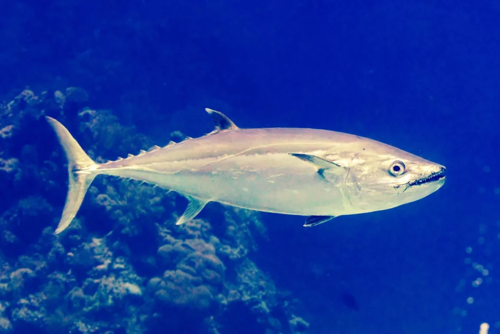 Ranking reefs: Who pledged what at Our Ocean Conference? 2 Tuna (Diego Delso)