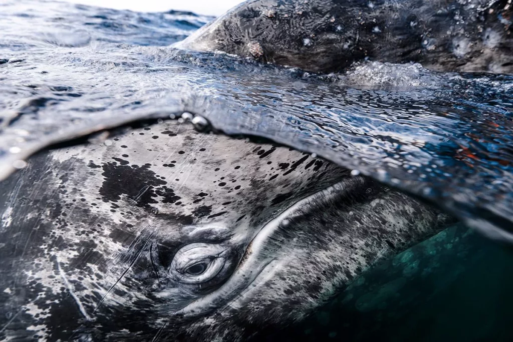 (Kaushiik Subramaniam, www.unworldoceansday.org)