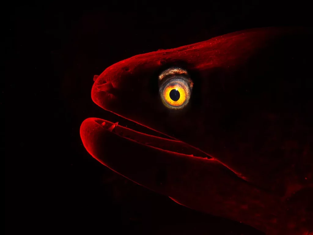 (Verona Chadwick, www.unworldoceansday.org)