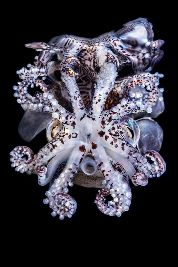 (Jeon Min-seok, www.unworldoceansday.org)