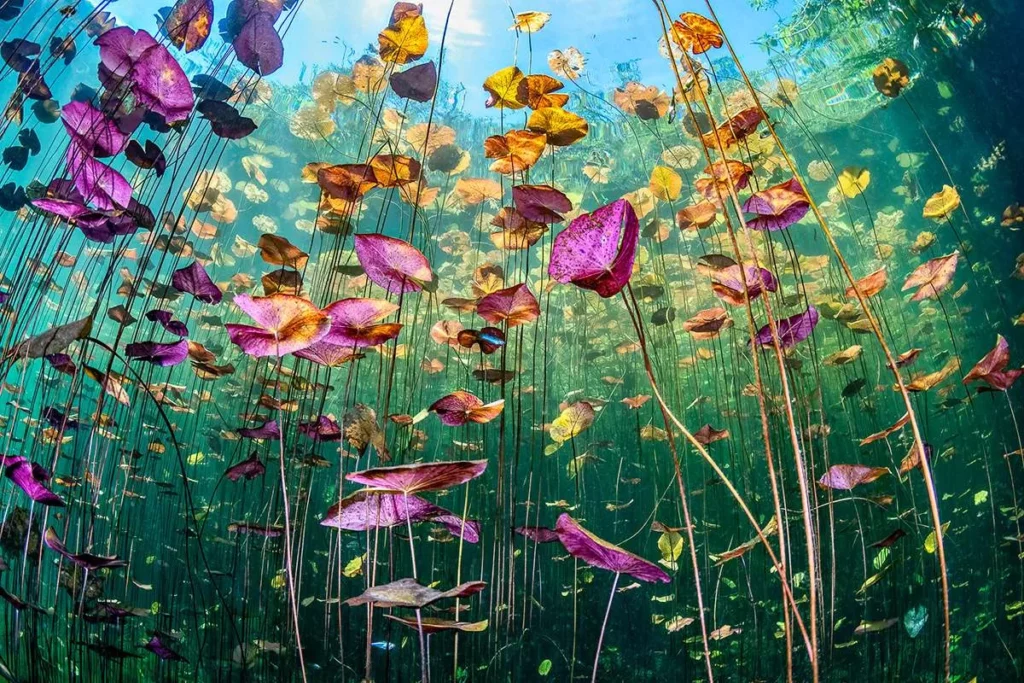 UNWOD2026 Underwater Seascapes 1st Place Ysabela Coll