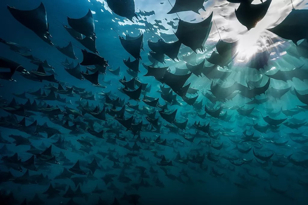 (Bingqian Gao, www.unworldoceansday.org)