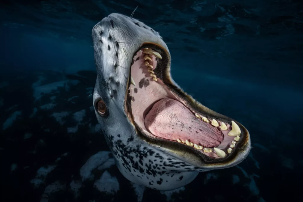 3rd Underwater Awards Australasia Imaging Competition Open for Submissions