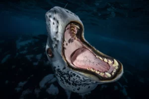 3rd Underwater Awards Australasia Imaging Competition Open for Submissions