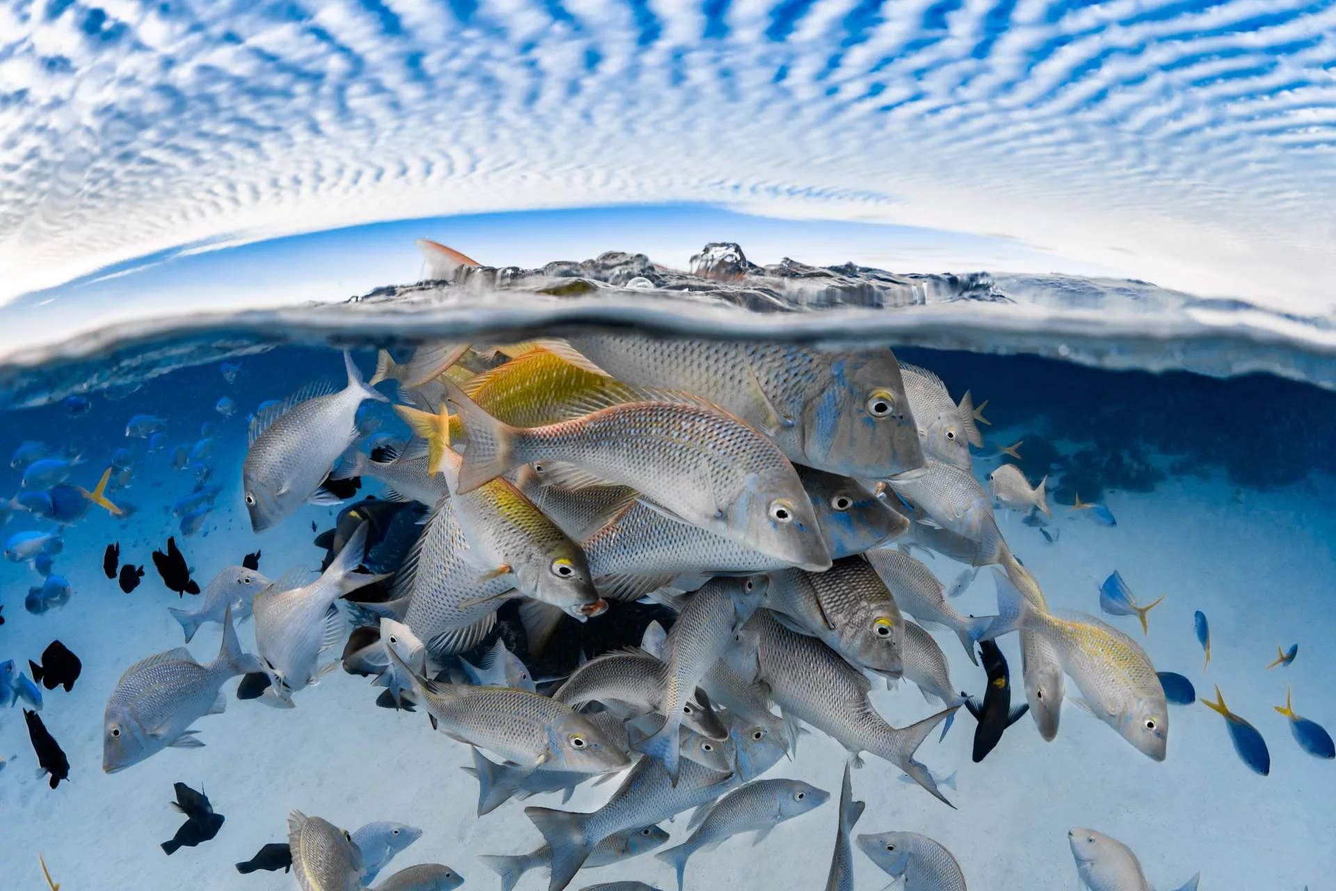 UWAA photo/video contest calls for entries