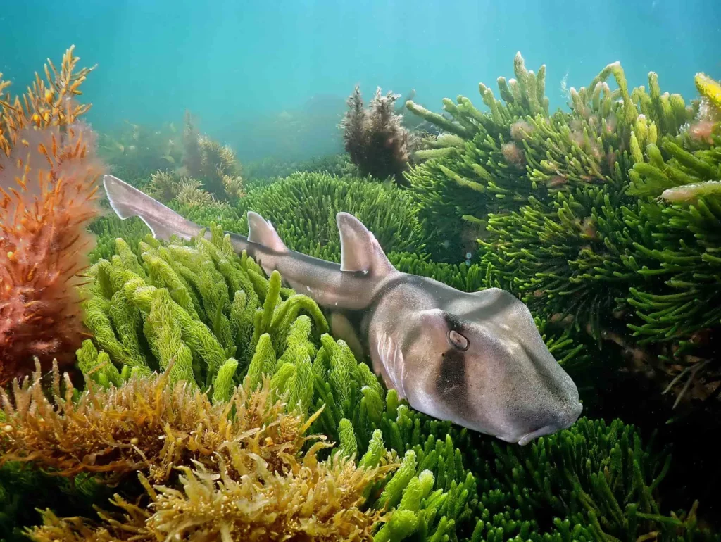 Vadim Belakhov won in last year's Sharks category