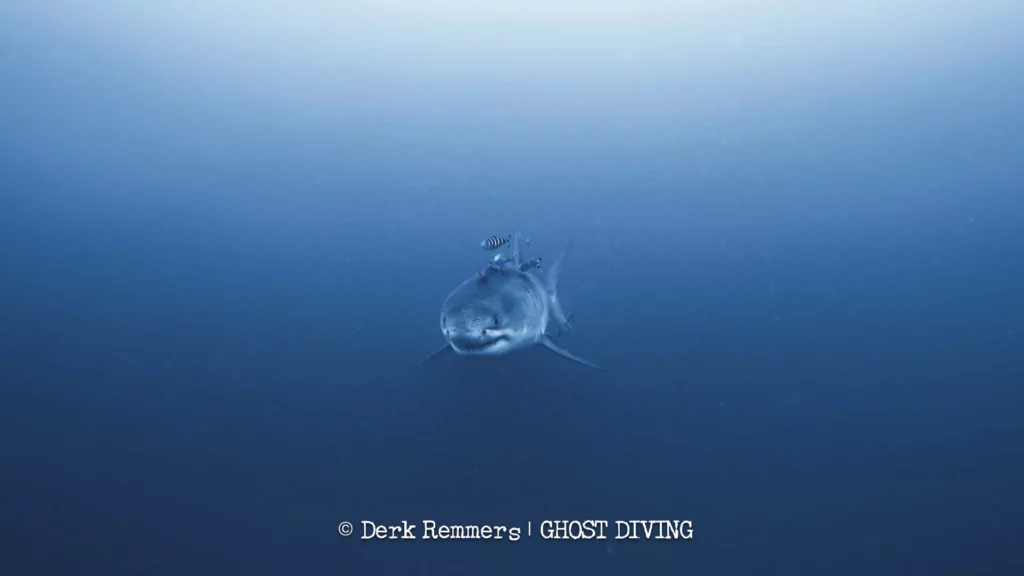 Ghost-divers capture first Med u/w white shark footage 3 Approach of the great white shark