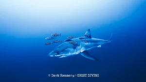 Great white shark, filmed under water in the Mediterranean for the first time