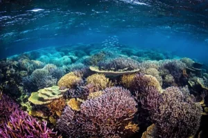 Climate-resilient coral reef in Fiji (Matt Curnock / The Ocean Agency)