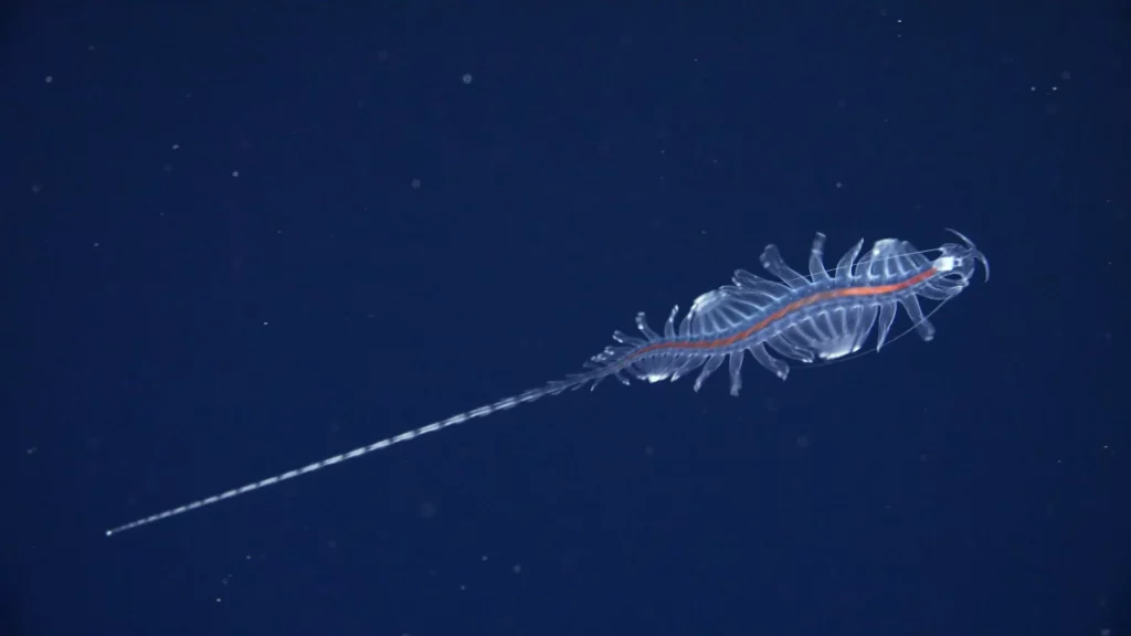 New Tomopterid or gossamer worm (ROV SuBastian / Schmidt Ocean Institute)