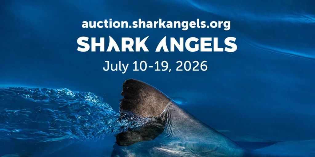 Shark Angels