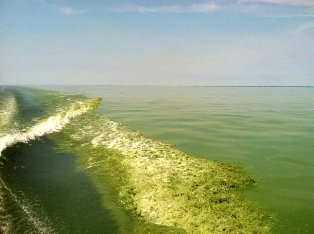 1.5°C+ year analysed: Algal bloom (NOAA)
