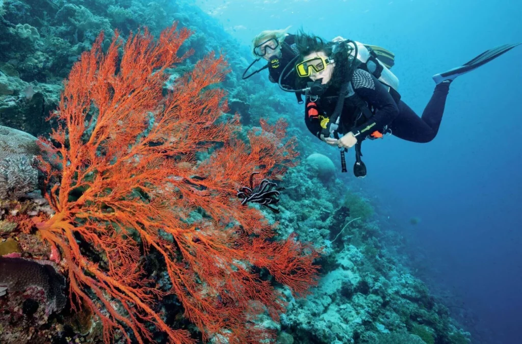 Aura and dive buddy Karen take a closer look at a sea fan