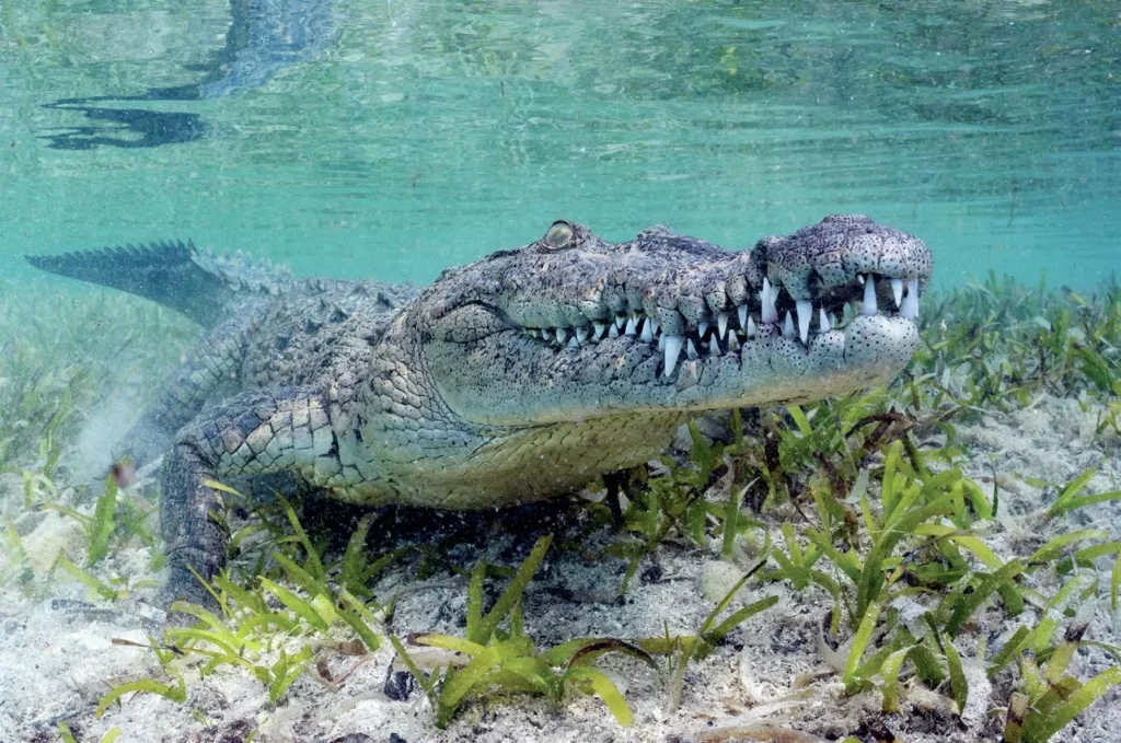 Backscatter Walt Stearns Crocodile