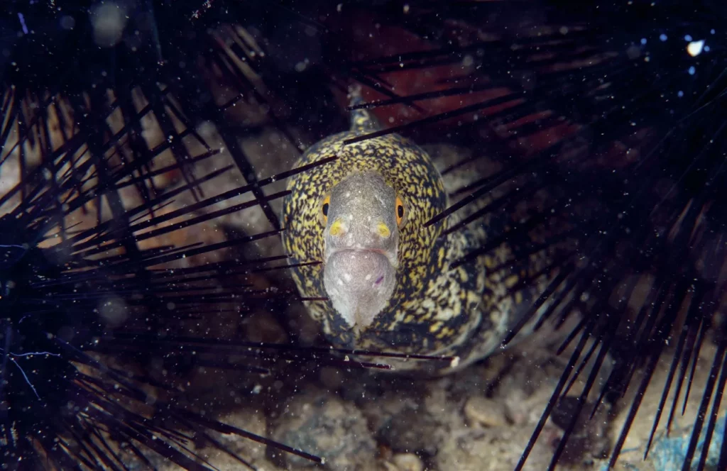 A spotted moray eel peering out from a rocky crevice behind black sea urchins, perfectly edited to remove underwater photography backscatter.