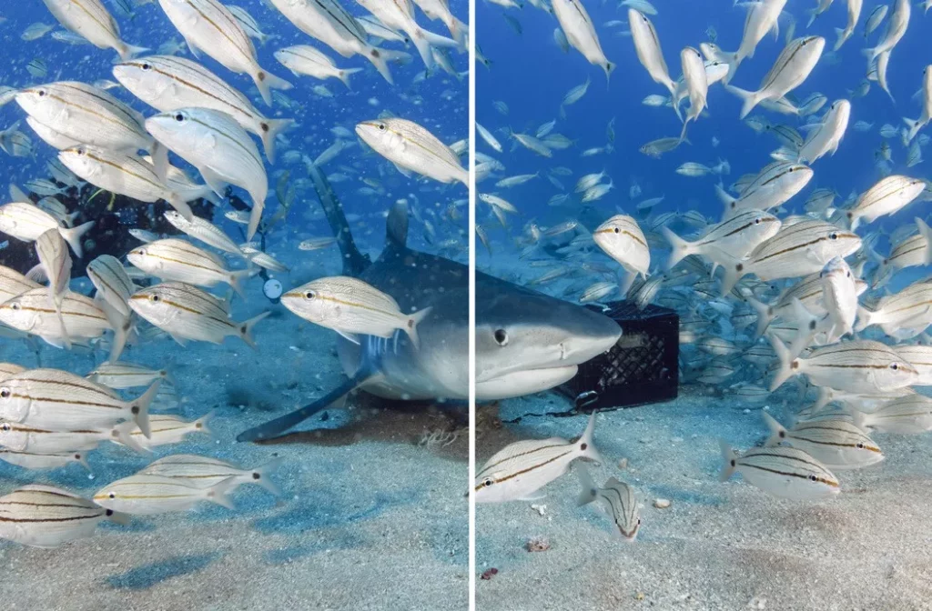 A vertical split image by Walt Stearns comparing underwater photography backscatter on a reef shark and grunts. The left side is heavy with particles; the right side shows clear water after software correction.