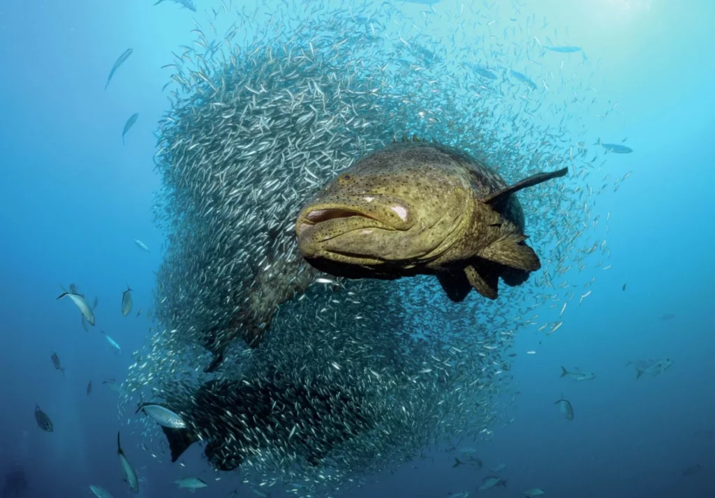 A massive Goliath grouper captured up close using a fisheye lens in front of a swirling ball of baitfish.