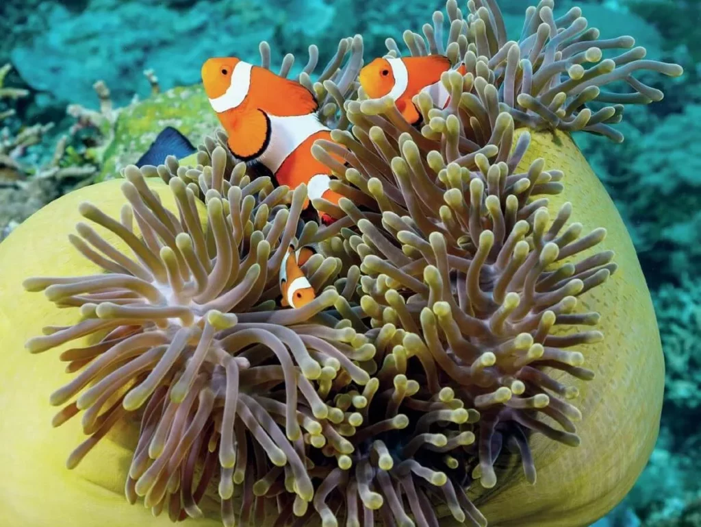 Bright orange clownfish hiding safely among the active tentacles of their protective host anemone.