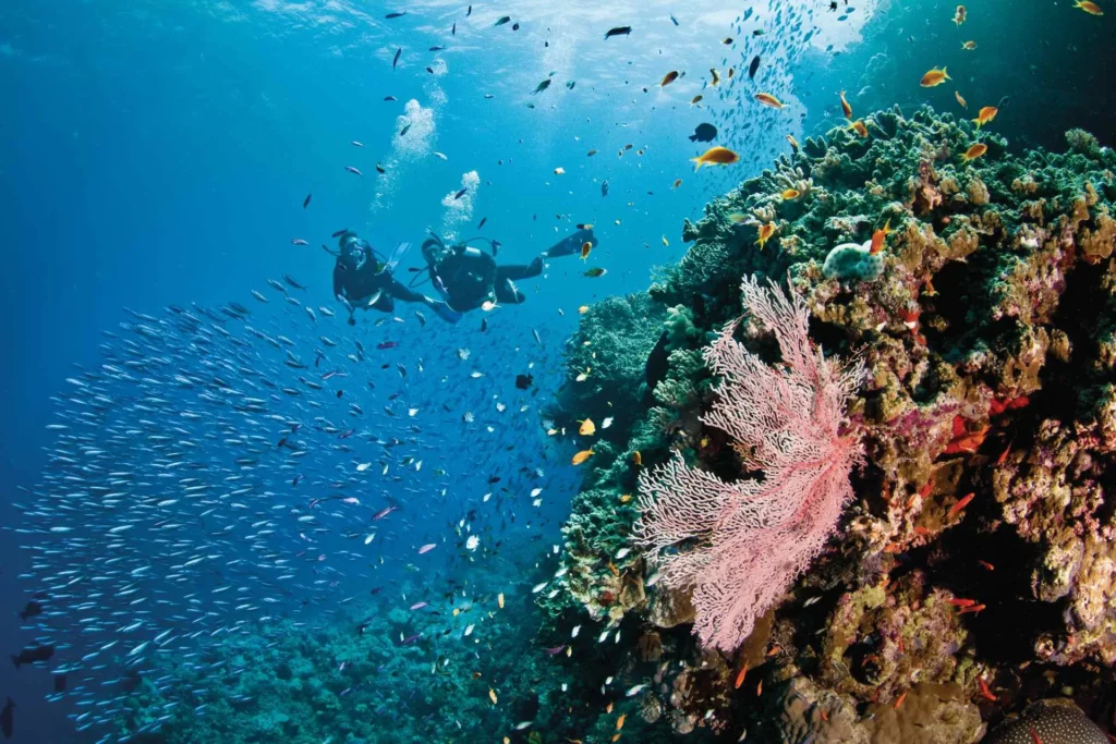 Pixies Garden, Ribbon Reef