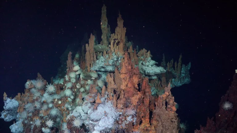 Scene at one of the new hydrothermal vent fields in the Doldrums Megatransform and Fracture Zone (ROV SuBastian / Schmidt Ocean Institute)