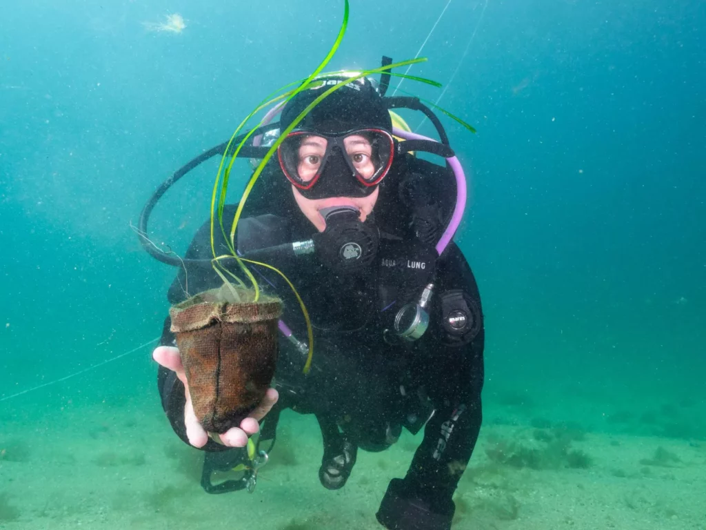 Diver with seagrass off Falmouth (OCT)