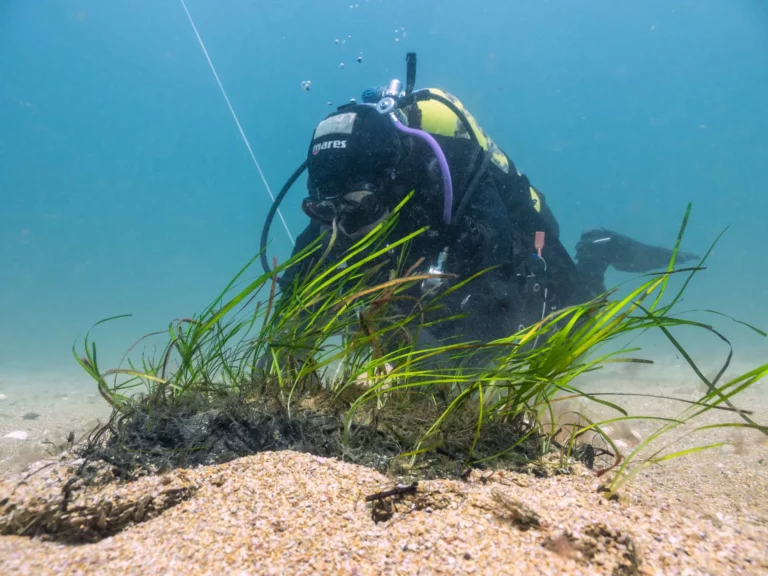 Diver with seagrass in Falmouth (OCT)