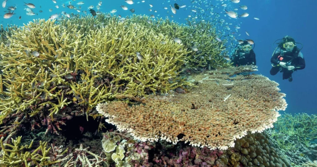 An enormous, pristine table coral formation teeming with small tropical reef fish in clear turquoise waters.