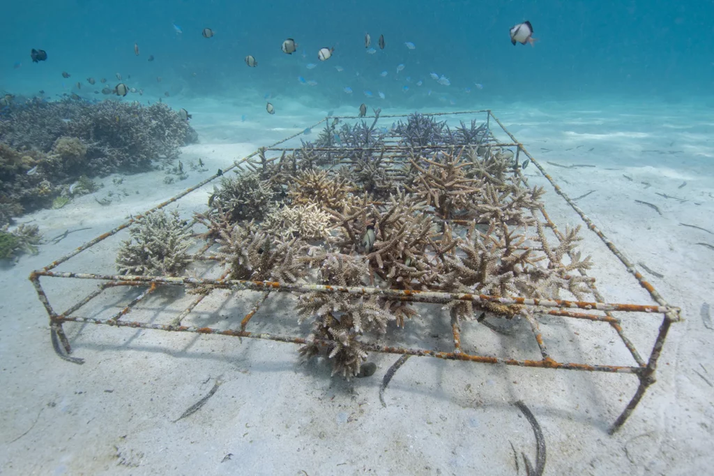 Ocean Gardener - Nursery in Murex Bangka