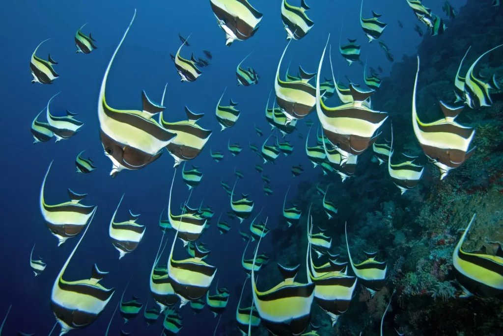 Diving Palau in the Low Season 3 P UW 02