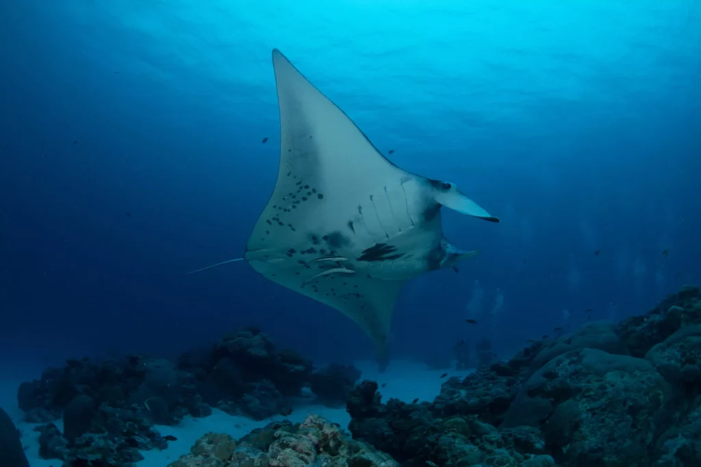 Diving Palau in the Low Season 2 Palau Jayne Jenkins German Channel manta 8760 copy 2
