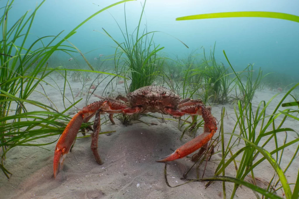 Spiny spider crab in its seagrass habitat (PN Marinephoto for OCT)