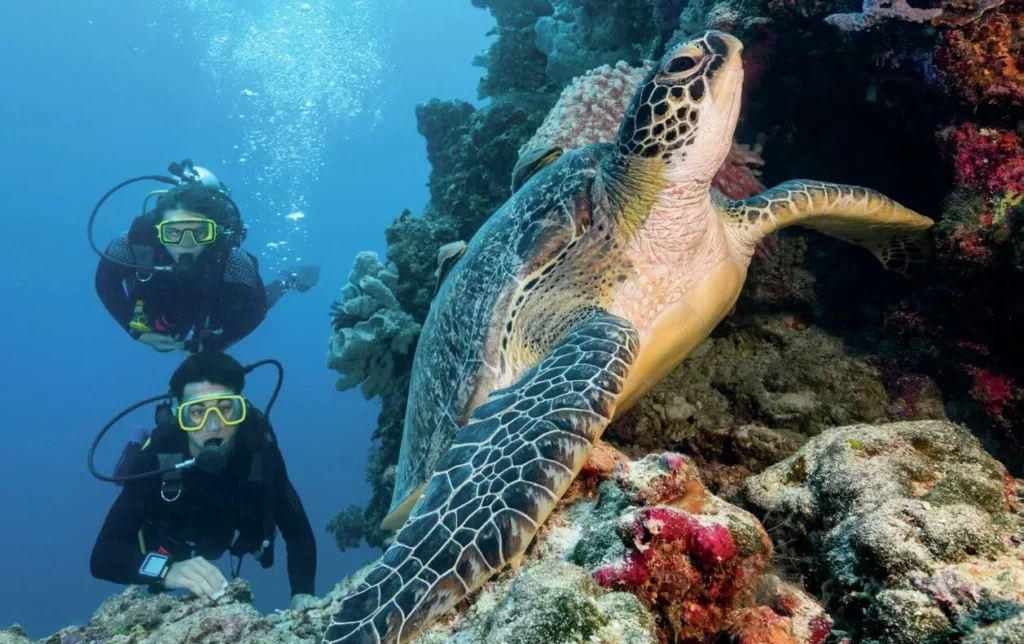 A large, majestic green sea turtle swimming smoothly past a diver over a healthy coral reef.