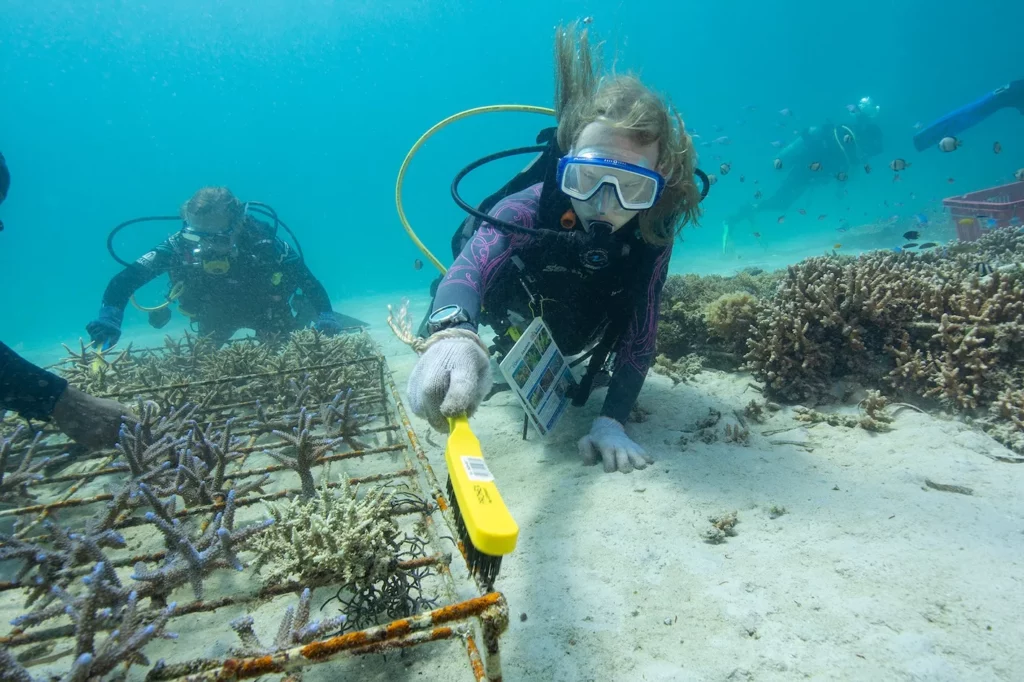 Paradise Protected: How to Dive Sustainably in North Sulawesi  