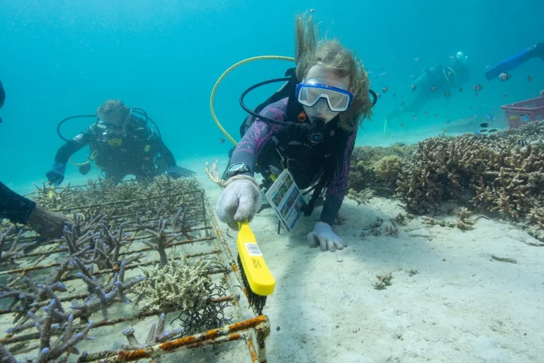 Paradise Protected: How to Dive Sustainably in North Sulawesi  