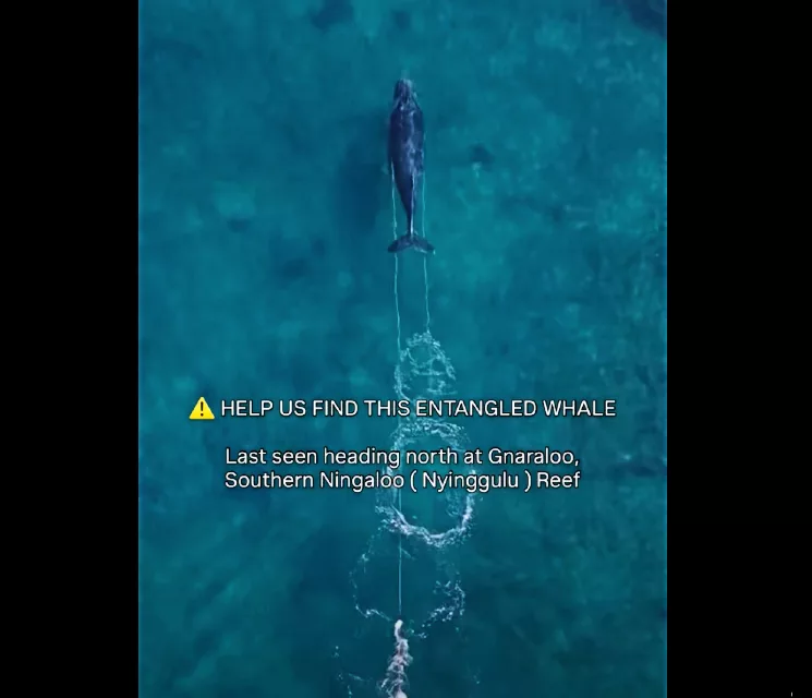 Appeal from the Balou Blue Foundation to locate one of the Ningaloo humpbacks (BBA)