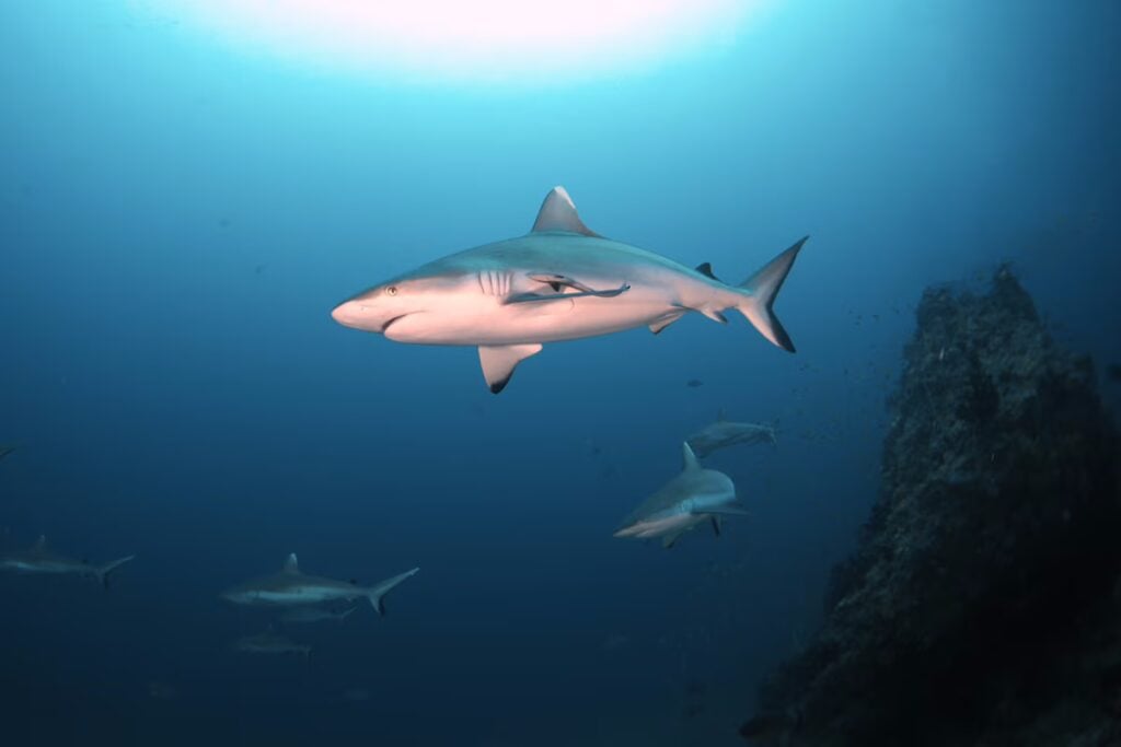 eurodivers underwater13