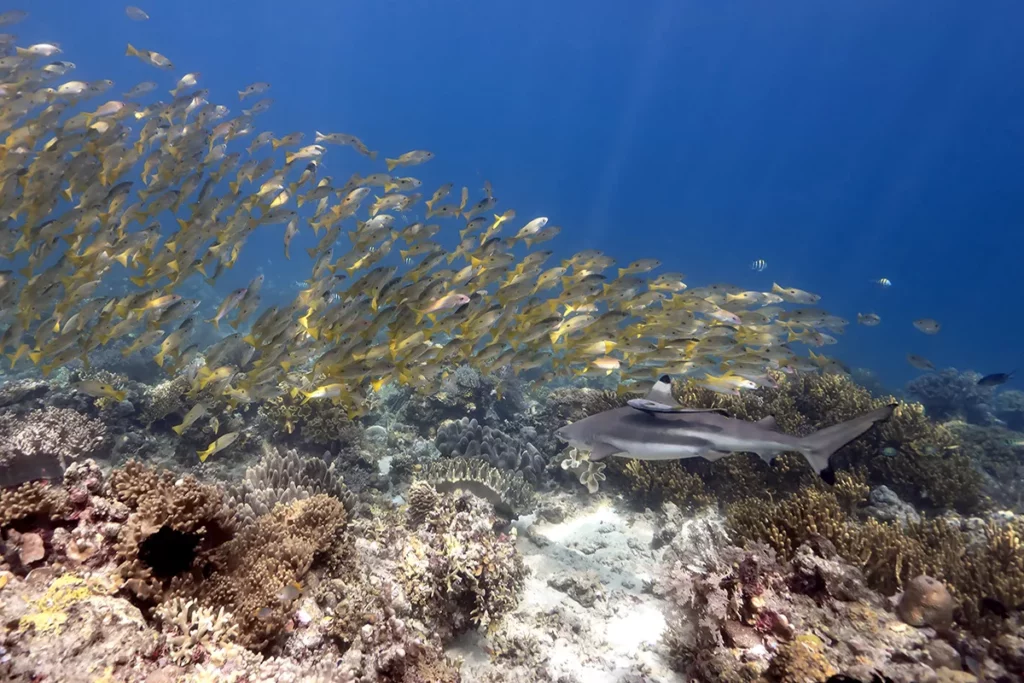 North Halmahera Diving Expedition 2 image 5