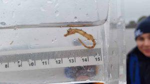 Short snouted seahorse 3 credit Anna Cucknell ZSL