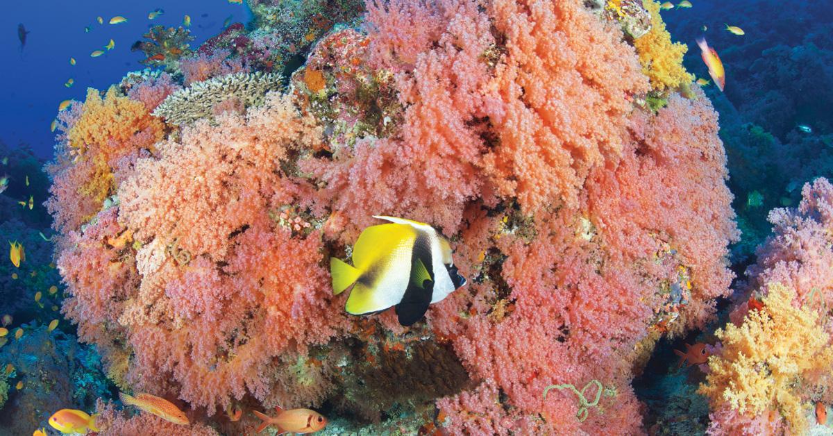 FACEBOOK Maldives soft corals Wayne Brown WBB0549