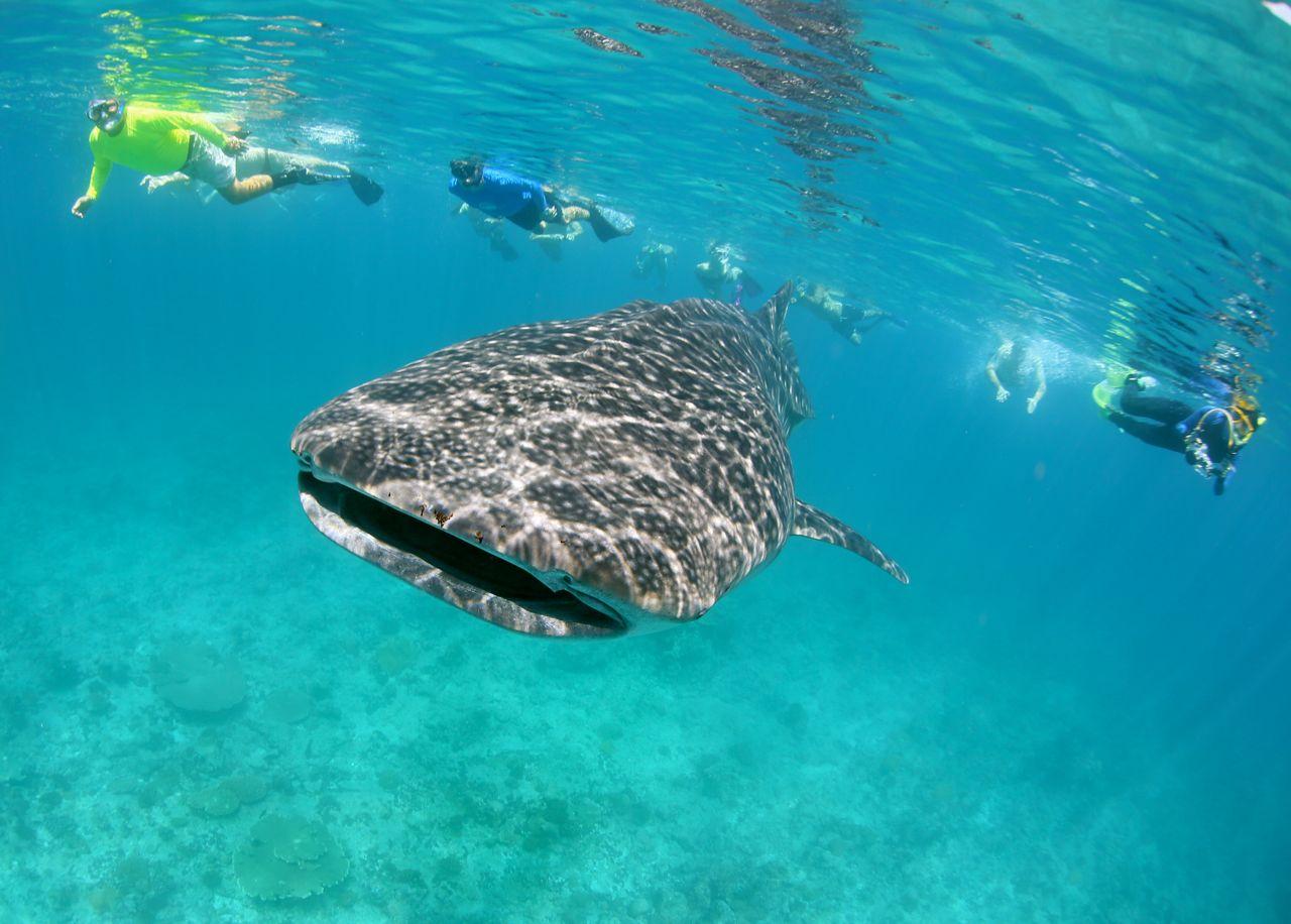 MaldivesAggressoruw6
