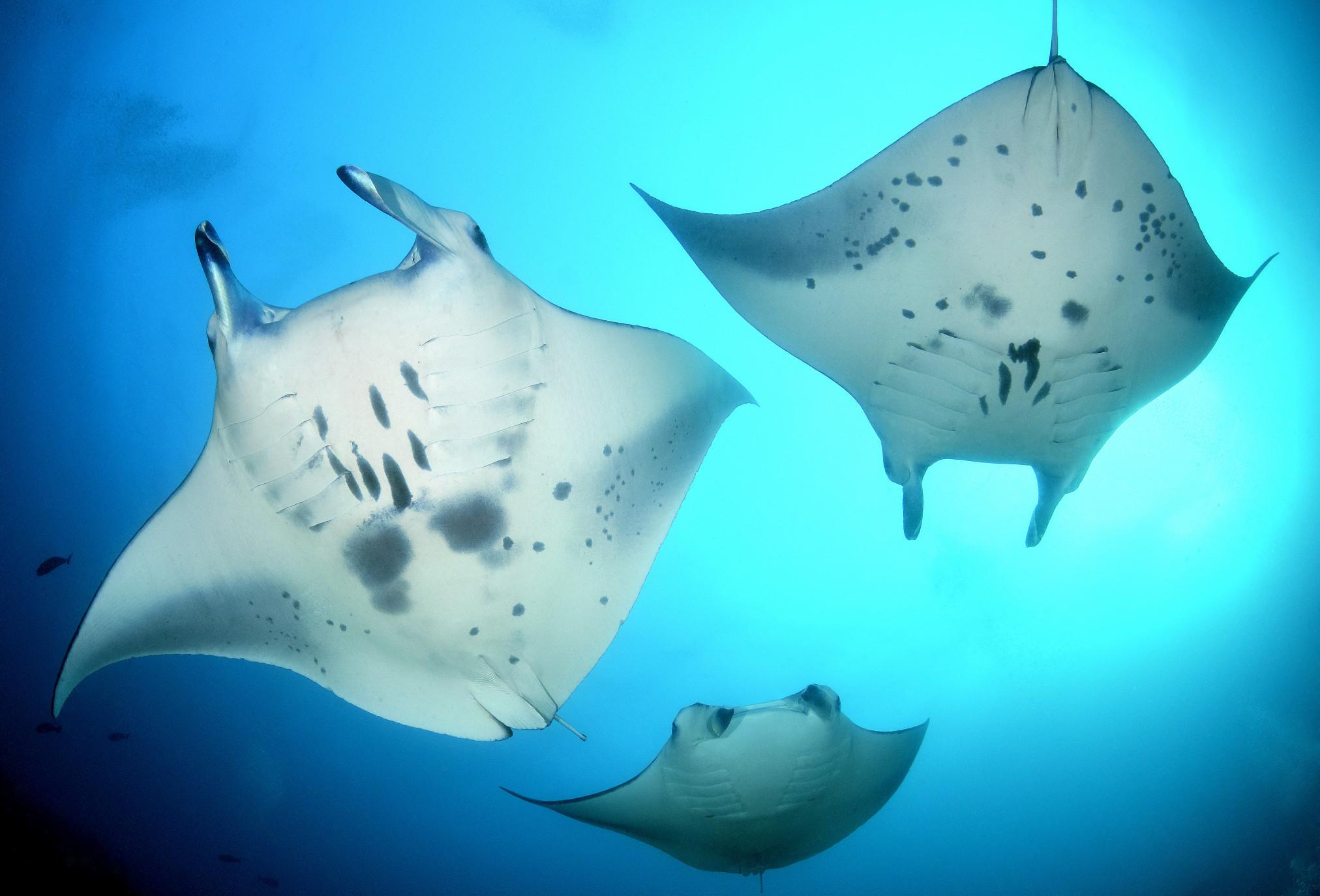 ray manta man nmal h 0005 mal2479 SCOTT JOHNSON