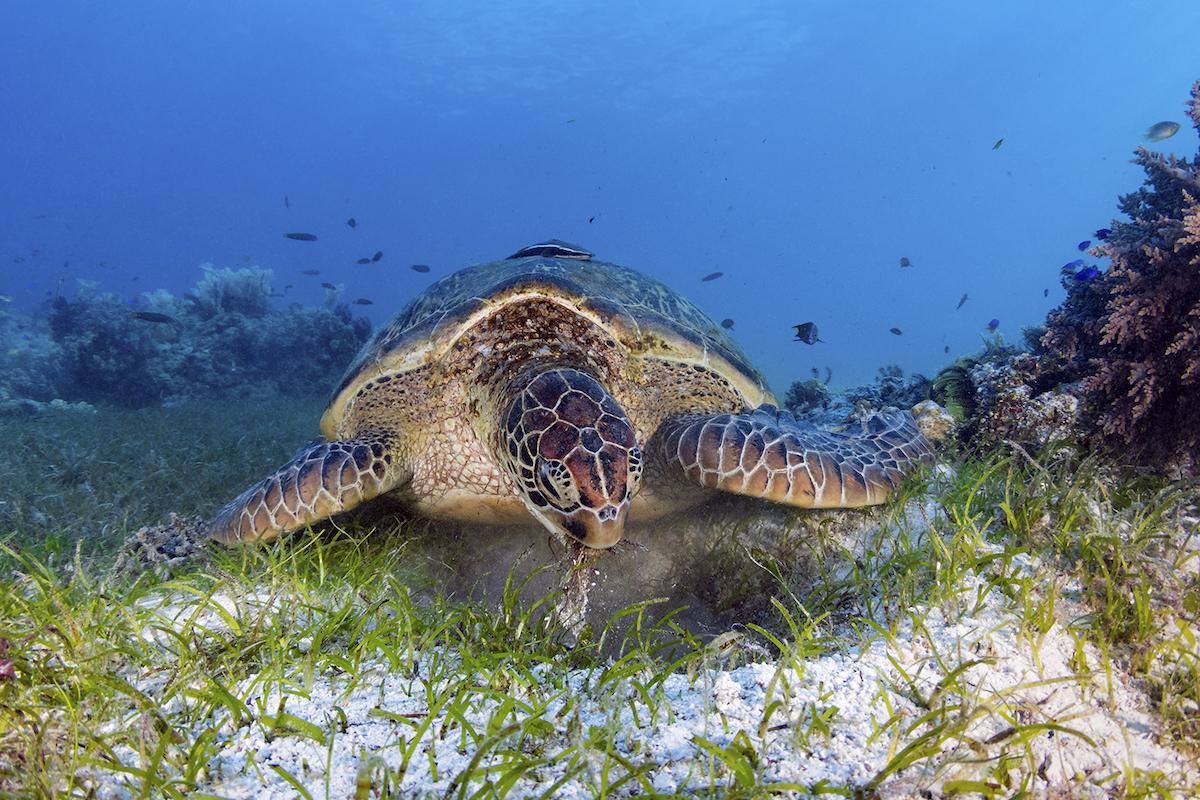 sea turtle