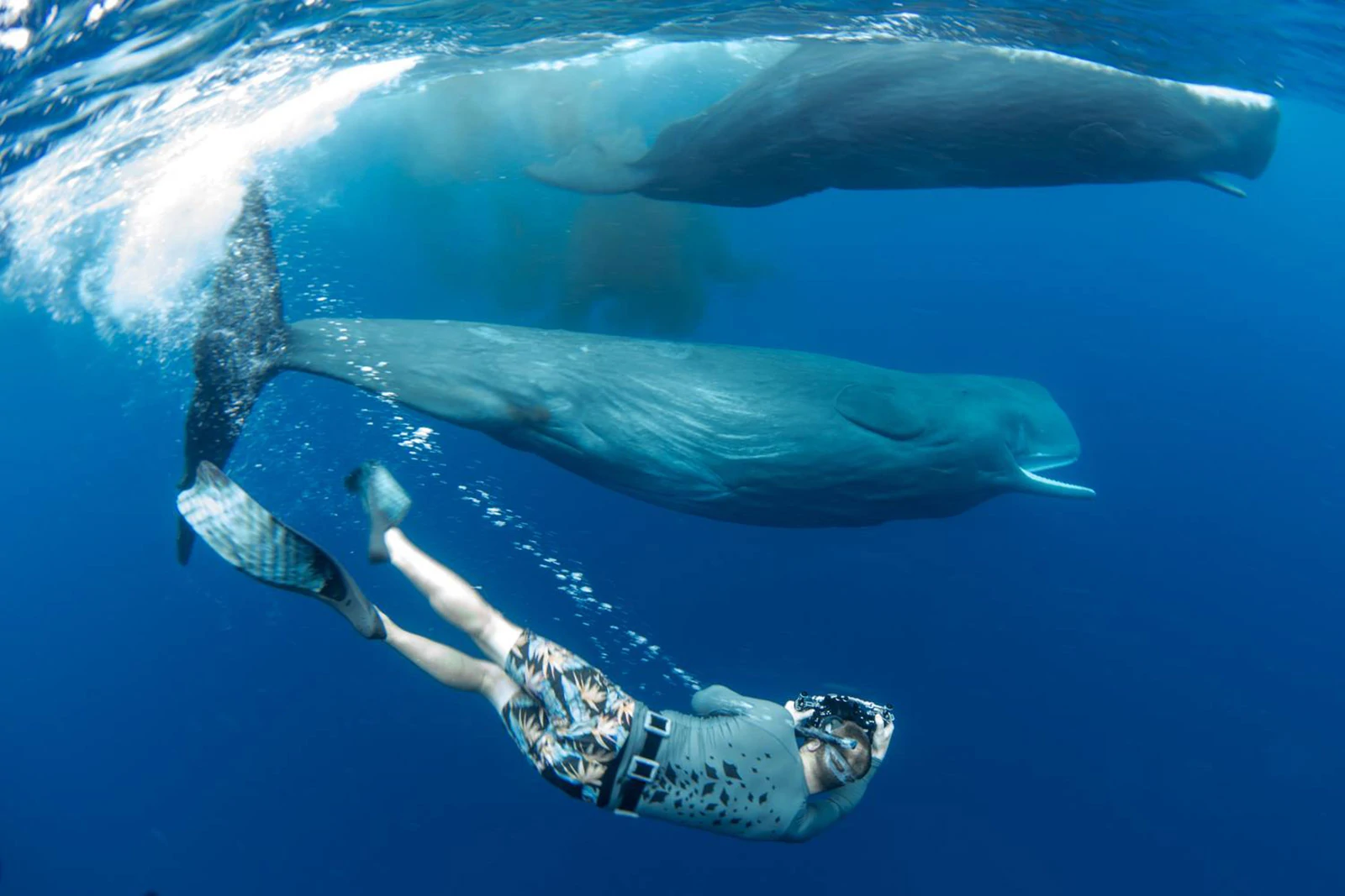 10 EPIC Underwater Freediving pictures by Lia Barrett 2 Lia Barrett 4